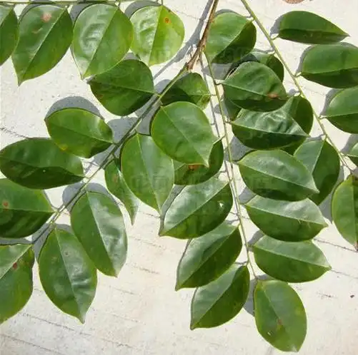 小叶紫檀树叶样本 满意还望采纳