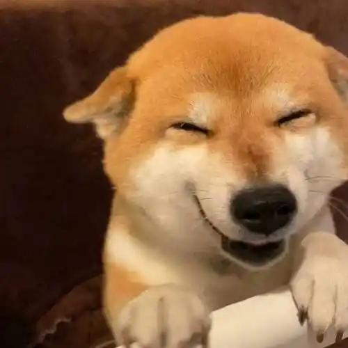 原创柴犬看到铲屎官回家眯眼憨笑主人你回来啦笑容治愈人心