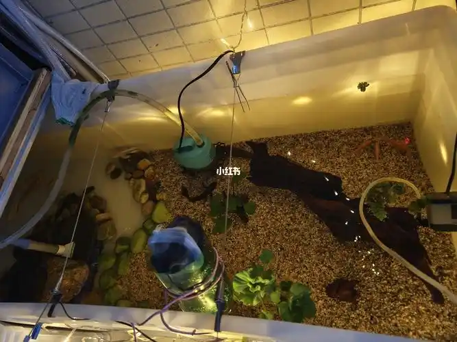 一米二的周转箱养龟