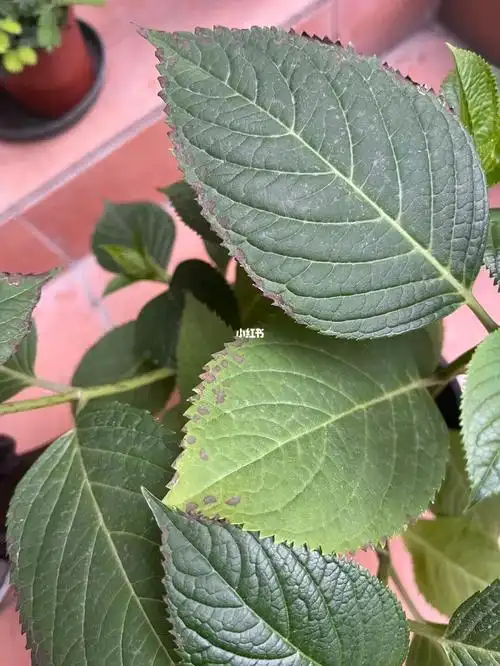 救救我的绣球叶子怎么焦边有黑斑了01