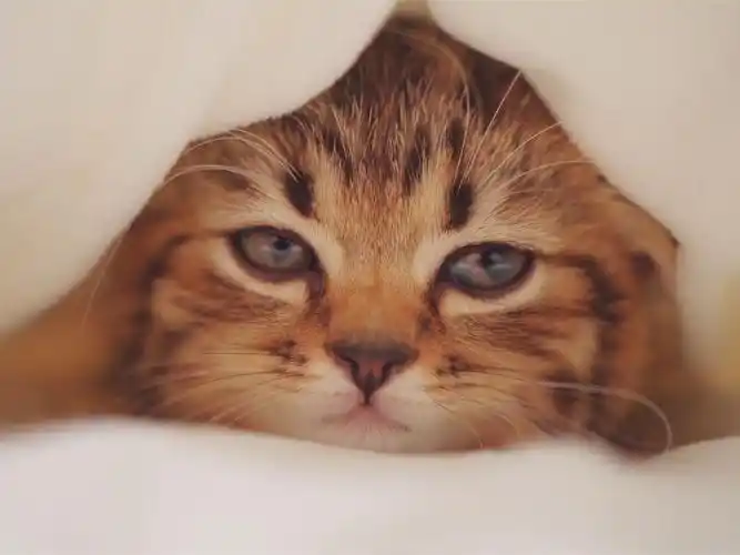 小猫咪睡觉时有多萌请帮我盖上被子51