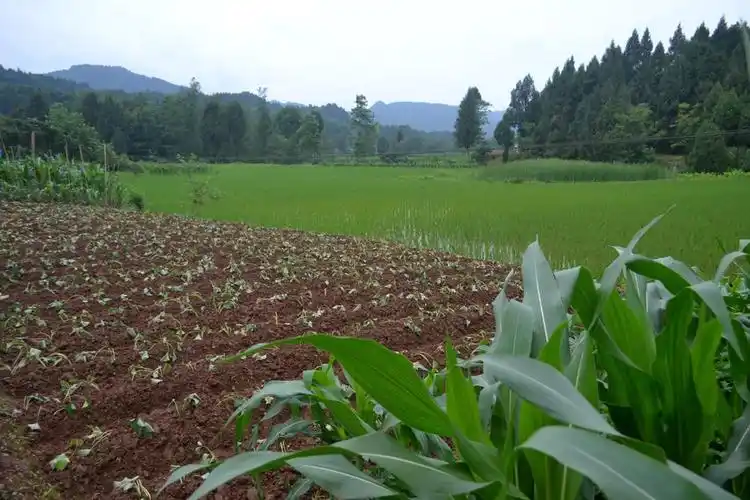 雨后的乡村景色在大自然中显得更加娇媚