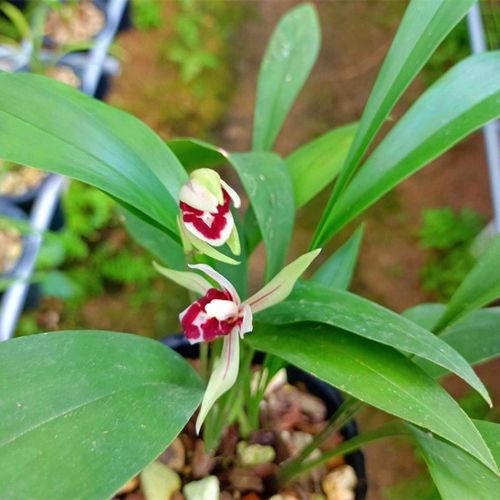 兔耳兰 兰花 艺草 磨砂助农阳台客厅植物奇特易成活开花盆栽好养