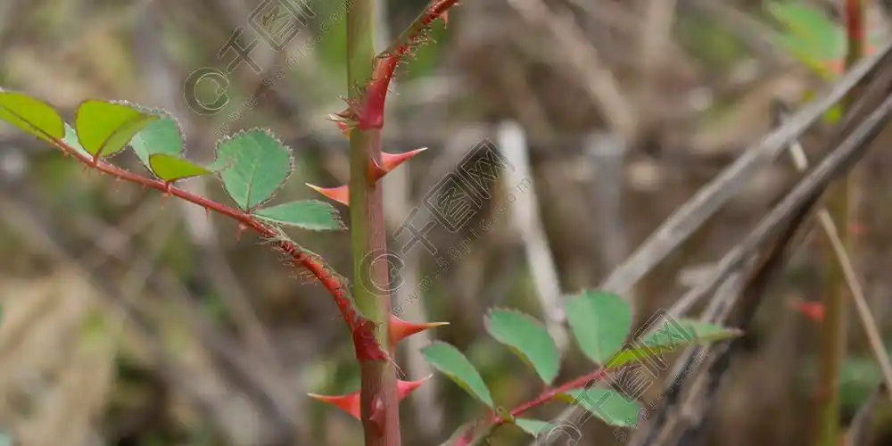 植物摄影带刺的蔷薇