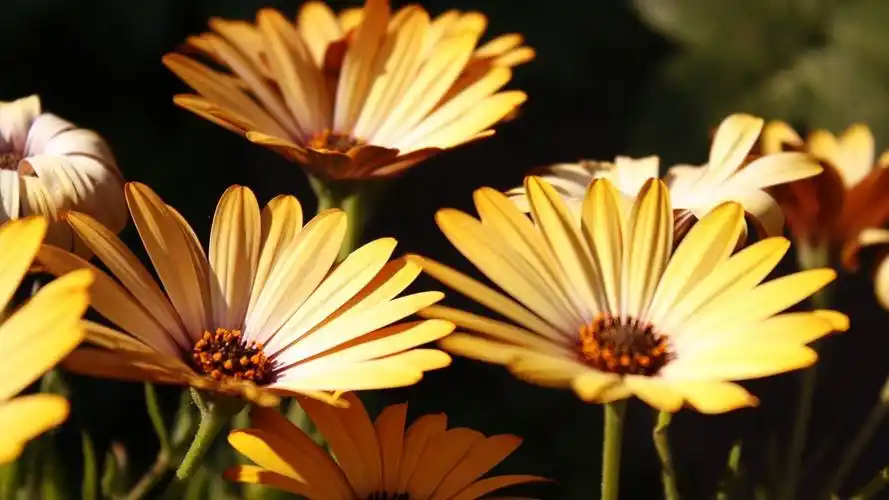 花之世界植物花卉精美桌面壁纸图片 第二辑