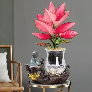 吉祥如意花盆栽植物客厅