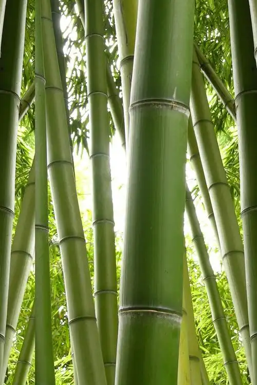 壁纸 绿竹,自然 5120x2880 uhd 5k 高清壁纸, 图片, 照片