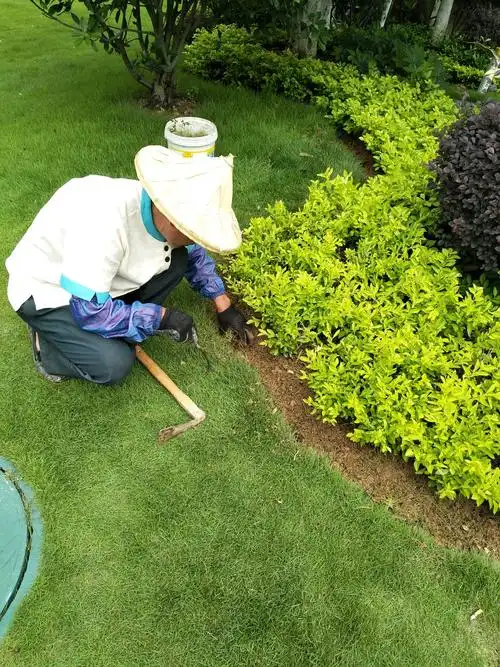 修剪天地,粉黛乾坤,让植物跳舞,让绿化歌唱