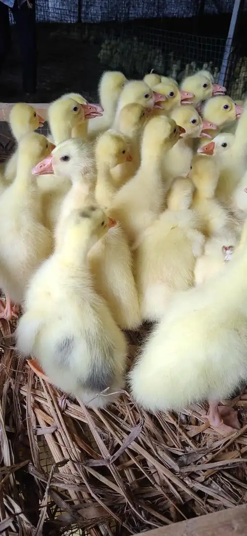 四川批发出壳鹅苗脱温鹅苗专车发货