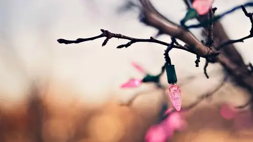 唯美叶子高清摄影锁屏电脑壁纸图片下载