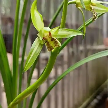 送春先明蓝边白中透缟花 - 中国兰花交易网