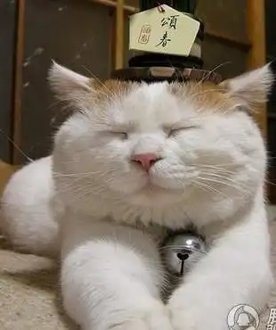 可爱搞笑的胖猫图片