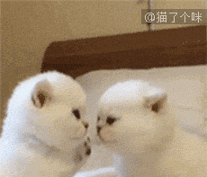 朕的内心受伤了,伐开心,要抱抱这么粘人的主子不多了,且行且珍惜7.