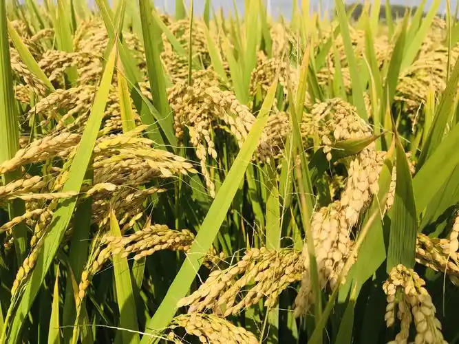 秋天,我们和稻田有个约定