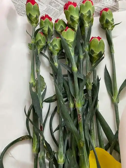 友友们,康乃馨根部这样是啥情况