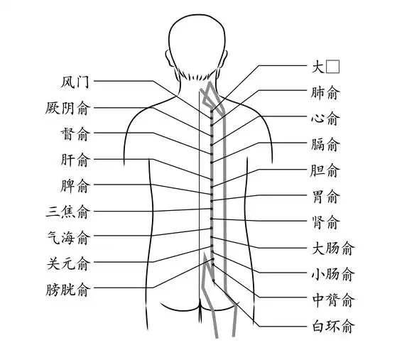 养生第七条经脉:足太阳膀胱经
