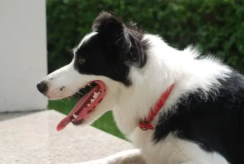 黑白狗 【原创】