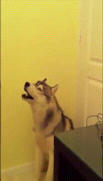 搞笑动物可爱萌宠gif动图_动态图_表情包下载_soogif