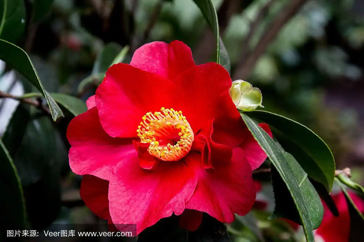 一个盛开的红色山茶花的特写