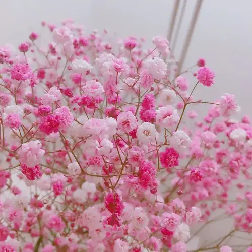 ⁂⁂满天星⁂⁂-堆糖,美好生活研究所