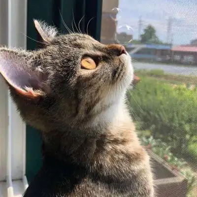 甜酷有个性萌宠小猫头像合集 超级萌超级可爱卡哇伊的小猫头像_动物