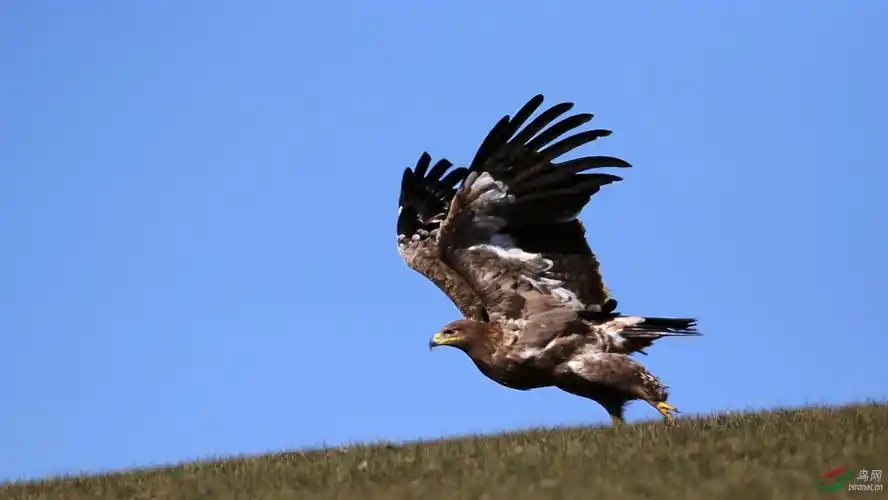 猛禽草原鹰腾起