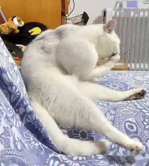 我被我家肌肉猫家暴了,邦邦两拳头