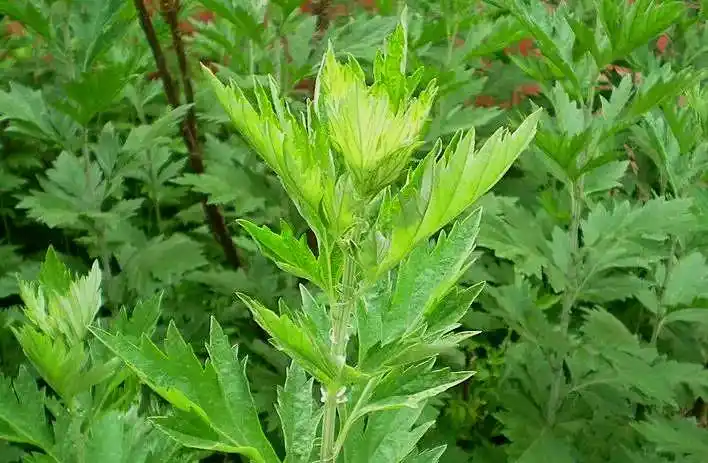 其它 关山四月野菜鲜 写美篇艾蒿幼苗和嫩茎叶可炒鸡蛋,包饺子,炖母鸡