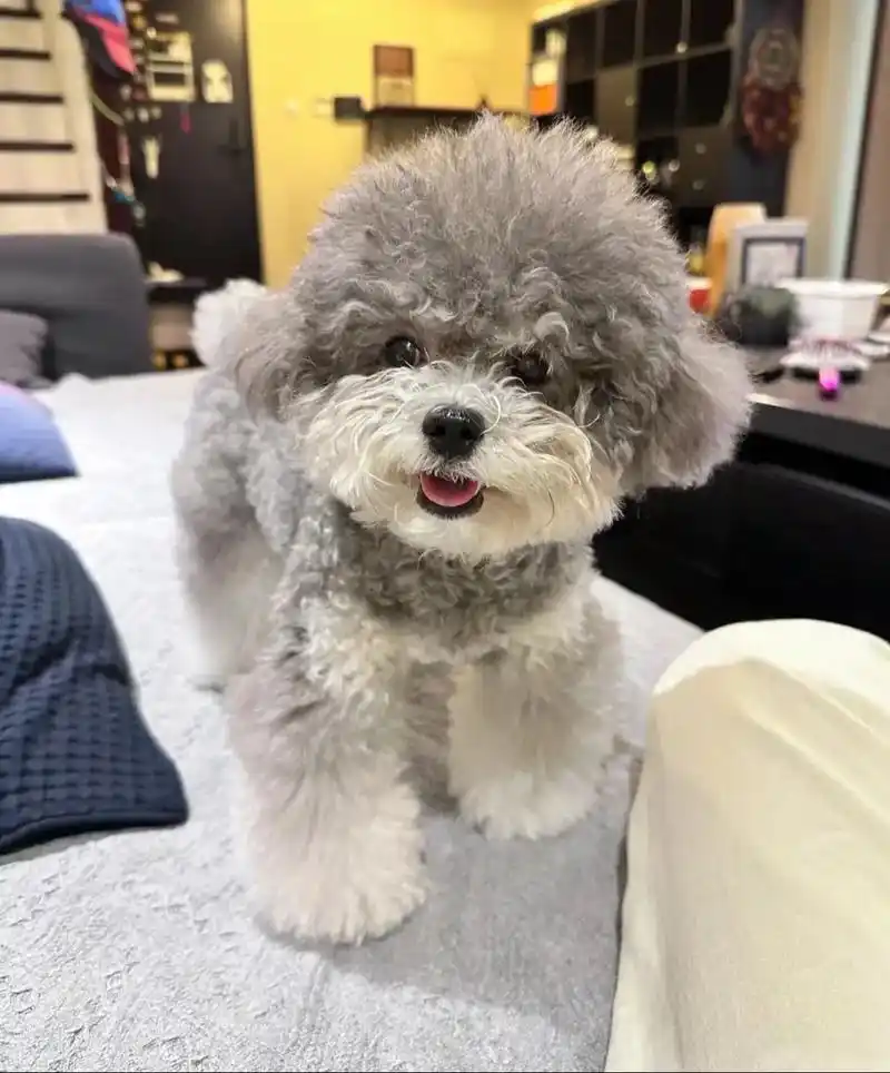 给灰泰迪宝宝蹲新主人啦 低90.家养灰泰迪幼犬,两个半月,已 - 抖音