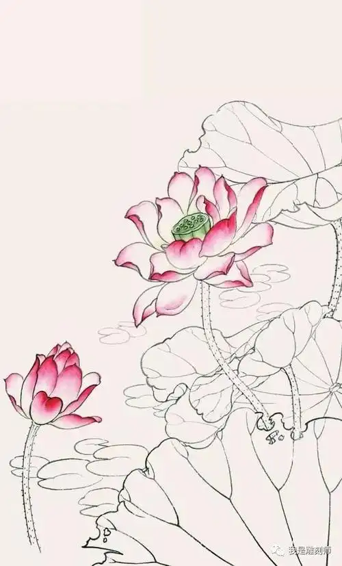 工笔画教程:荷花白描线稿和上色详细步骤图解,简单易学,收藏