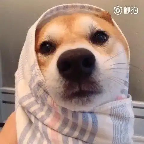 柴犬:这才是一脸的生无可恋的样子呢!