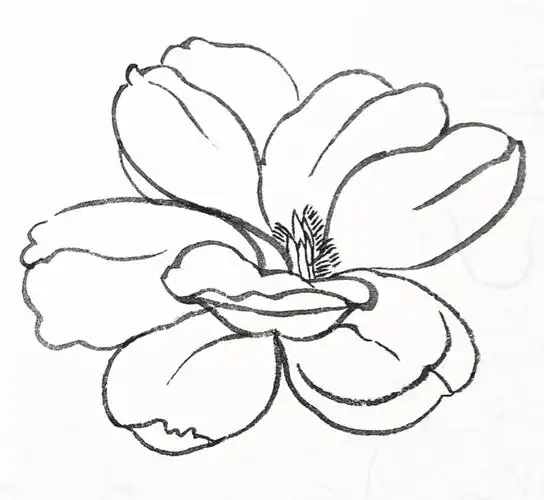 画花卉白描,静心修身!