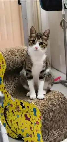 一组非常可爱又好看的中华田园猫,猫咪照片分享(20 )