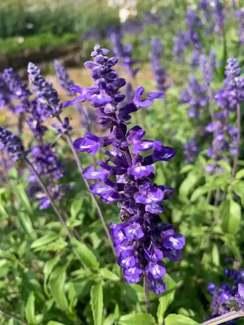 深蓝鼠尾草.秋景园花境