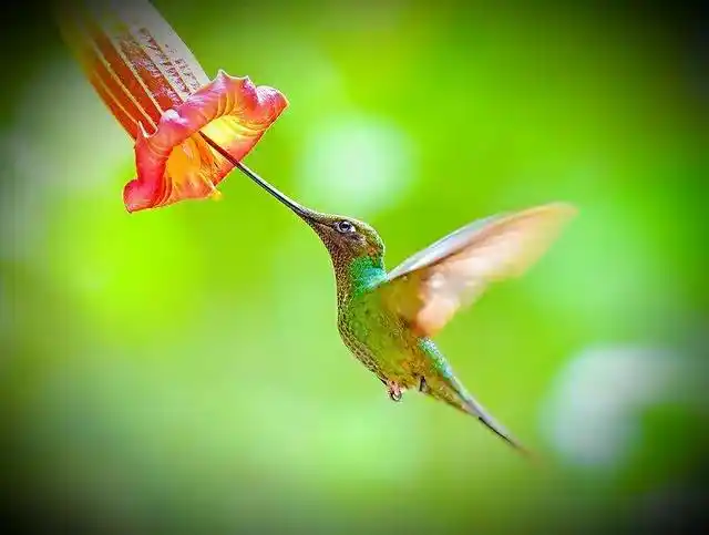 这7种不寻常的鸟类,各具特色且十分漂亮,你能认出几个?