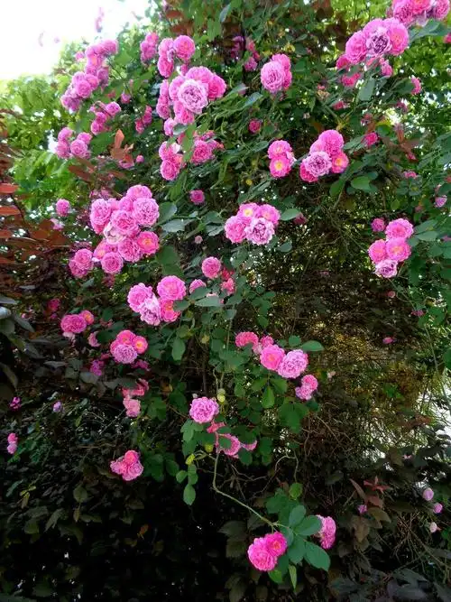 野蔷薇手机壁纸