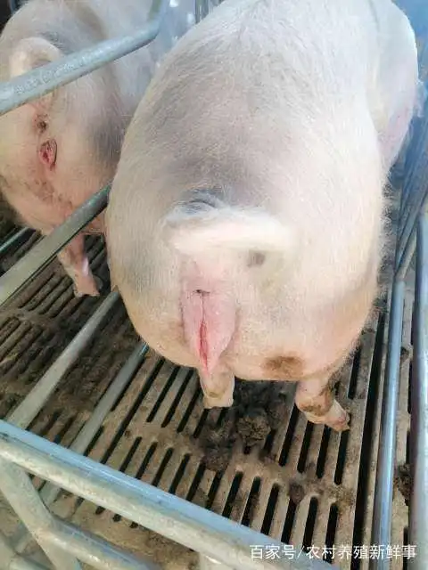养猪新手之母猪水门肿大有水泡怎么办?我来轻轻的告诉你