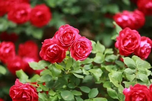 雨后蔷薇 - 美篇