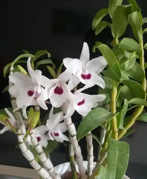 千年仙草"石斛兰",苞润如玉带馨香,"光线不足"也能自由绽放