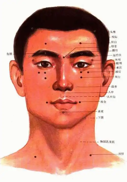 人的人中穴在哪里