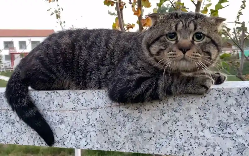 活动作品这里是火遍全网的磁悬浮列猫最委屈的猫猪猪小宝唯一官方账号