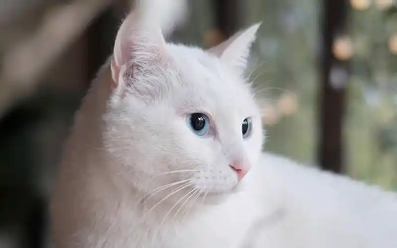 萌宠白色喵星人高清动物摄影精美桌面壁纸