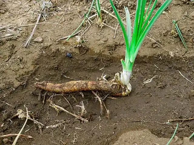 知母是一种什么样的植物
