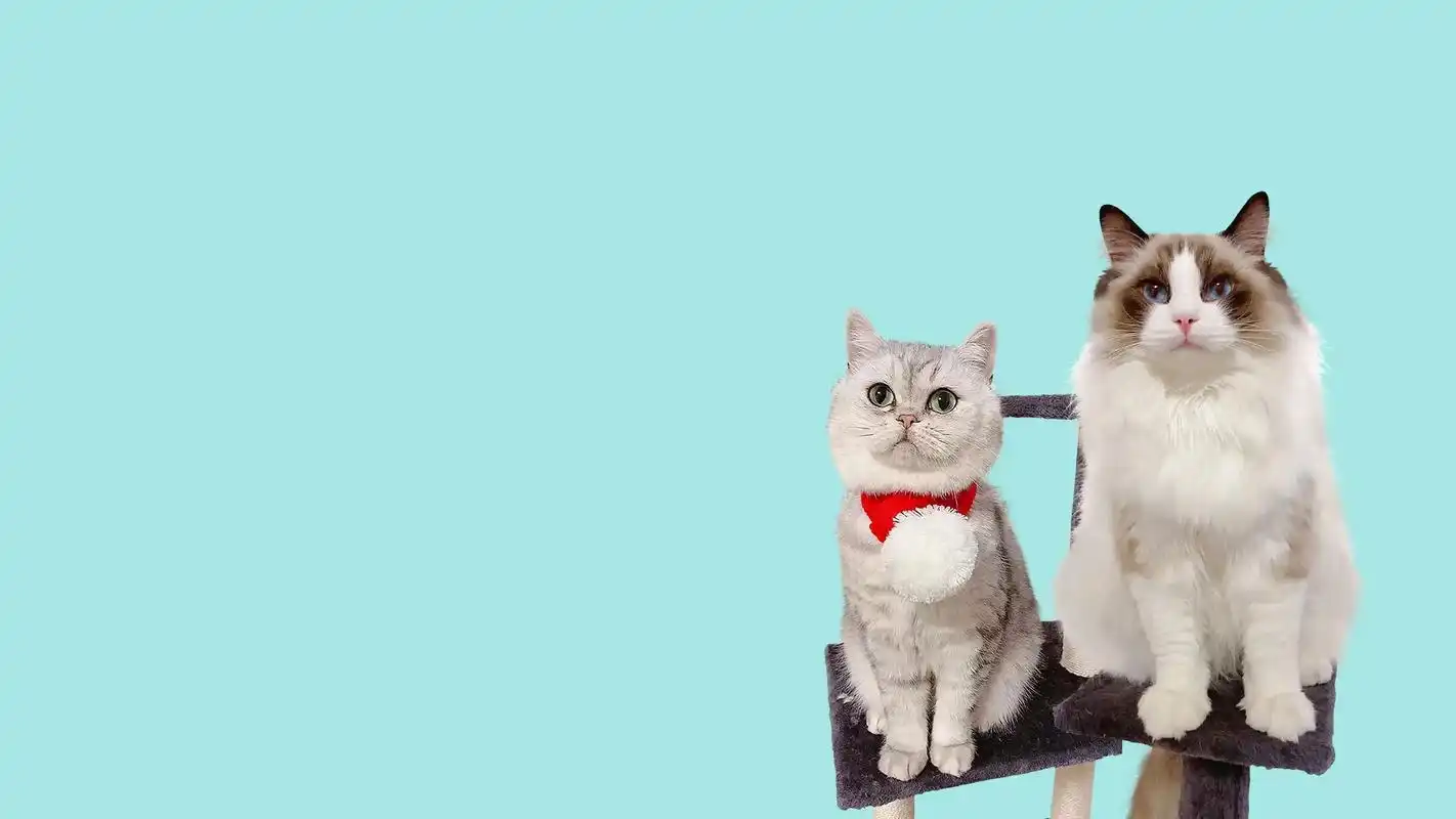 听说你缺电脑桌面背景,我就偷偷的做好了#治愈猫咪 #电脑桌面 - 抖音