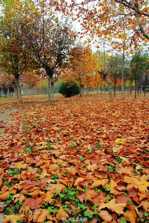 为何落叶多是背面朝上