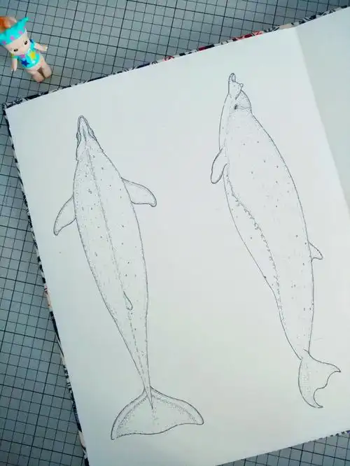 针管笔手绘线稿鲸