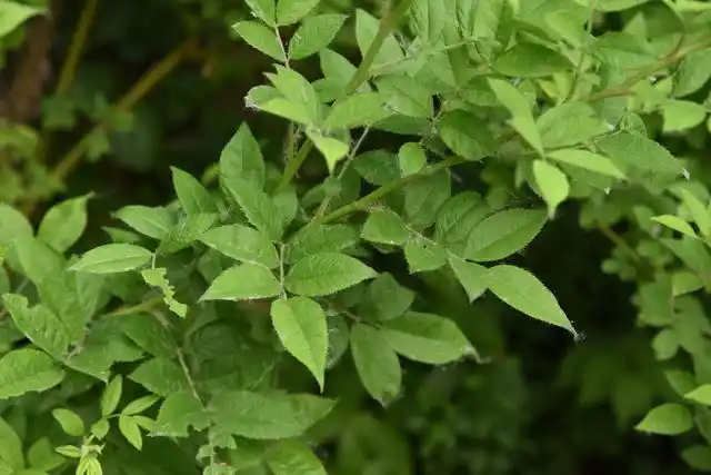校园植物"云"科普——蔷薇三姐妹