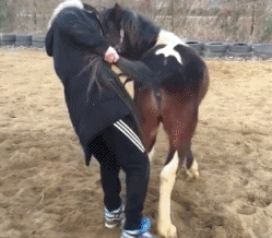 搞笑gif洋气gif摔跤gif牛人gif