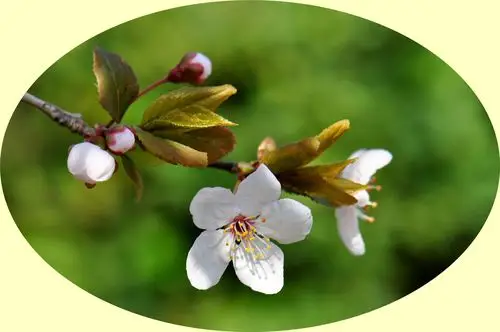 春天里的----花:"紫叶李"