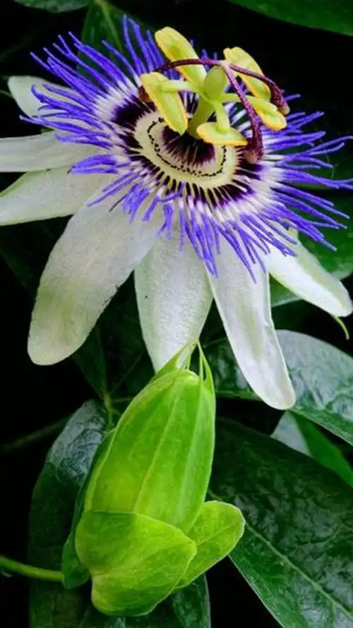 百花诗集之三零五《时钟花》